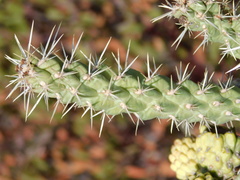 Cylindropuntia whipplei
