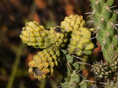 Cylindropuntia whipplei