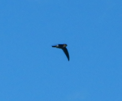 Aerodramus terraereginae