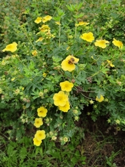 Dasiphora fruticosa