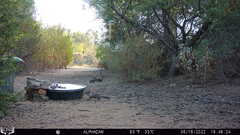 Otospermophilus beecheyi