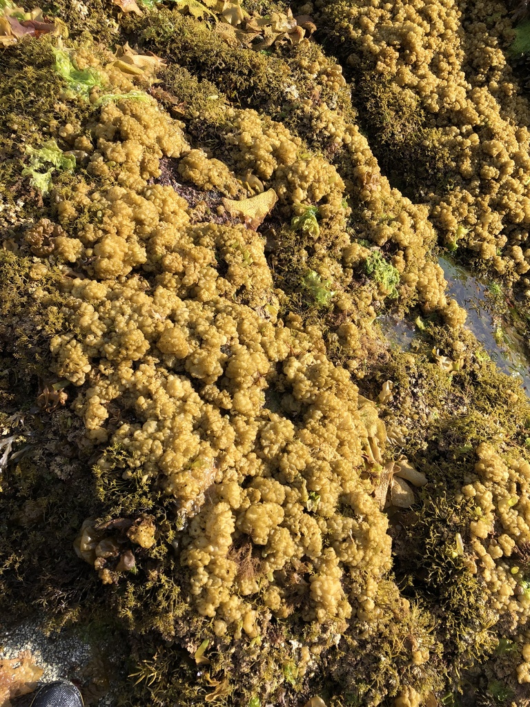 Sea Cauliflower (Marine Botany of Washington) · iNaturalist