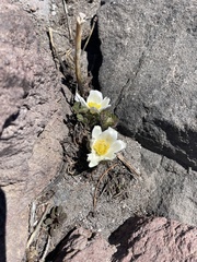 Pulsatilla occidentalis