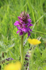 Dactylorhiza praetermissa