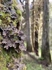 Lobaria retigera