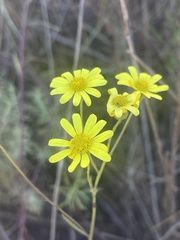 Senecio harveianus