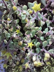 Sedum stellariifolium