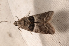 Elegia fallax