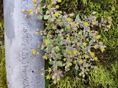 Sedum stellariifolium