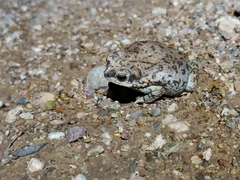 Anaxyrus punctatus