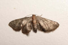 Eupithecia haworthiata