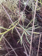 Senecio harveianus