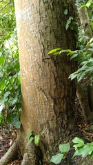 Pseudobombax septenatum