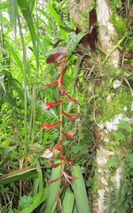 Tillandsia leiboldiana