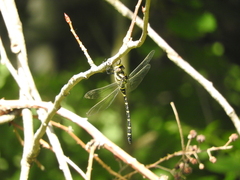 Cordulegaster boltonii