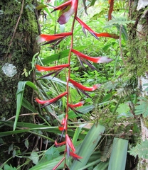 Tillandsia leiboldiana