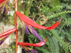Tillandsia leiboldiana
