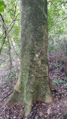 Enterolobium schomburgkii