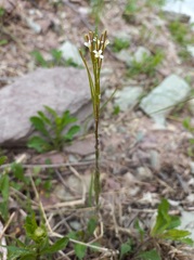 Arabis sagittata borealis
