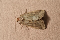 Photedes minima