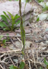 Arabis sagittata borealis