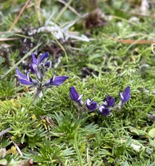 Lupinus microphyllus