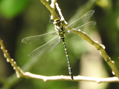 Cordulegaster boltonii