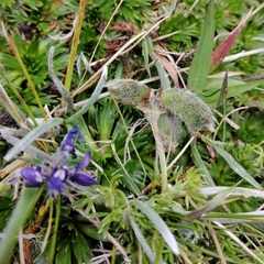 Lupinus microphyllus