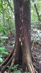 Terminalia amazonia