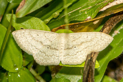 Scopula actuaria