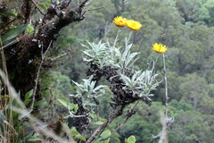Xerochrysum frutescens