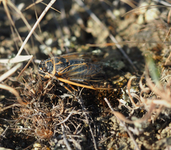 Cicadatra querula