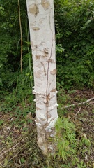 Zanthoxylum setulosum