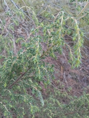 Pultenaea hispidula