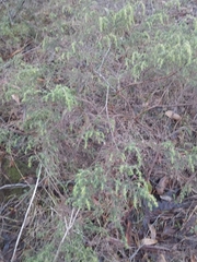 Pultenaea hispidula