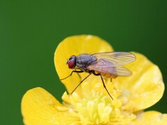 Thricops semicinereus