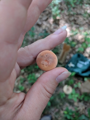 Hygrophorus Milky