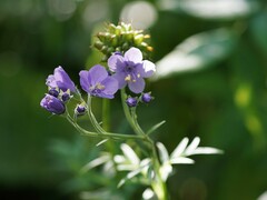 Polemonium caeruleum