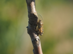 Cicadatra hyalina