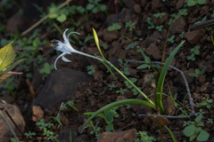Pancratium triflorum