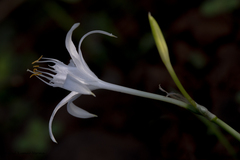 Pancratium triflorum
