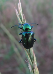 Chrysochus