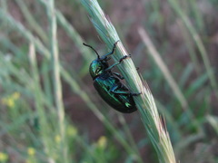 Chrysochus