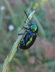 Chrysochus