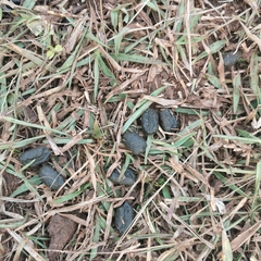 Thryonomys swinderianus