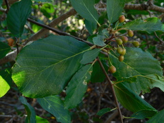 Frangula betulifolia