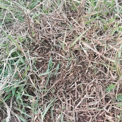 Thryonomys swinderianus