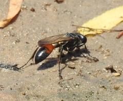 Sphex texanus