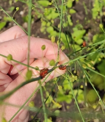 Crioceris duodecimpunctata