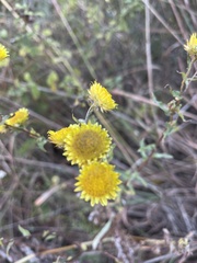 Helichrysum setosum